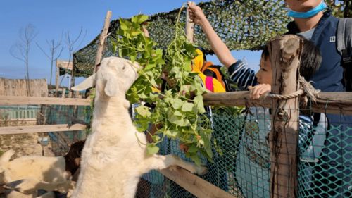 元旦假期 原始部落非洲鼓 diy印第安服飾 柑橘星球品玫瑰柑 篝火晚會(huì)烤全羊 入住溫泉小木屋