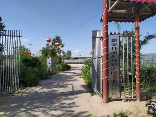 全省大聯(lián)動(dòng) 巾幗助消費(fèi) 洛陽(yáng)接力中 八