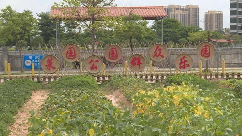 創(chuàng)建全國文明鎮(zhèn) 橫瀝鎮(zhèn)山廈村 讓美麗成為一種常態(tài)