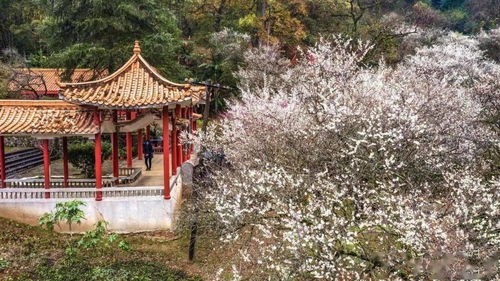 大余賞梅季系列活動權(quán)威發(fā)布