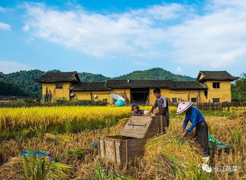 一組秋收圖,看哭好多人 這才是真實的農(nóng)村生活.......